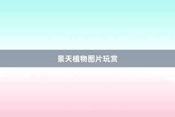 景天植物图片玩赏